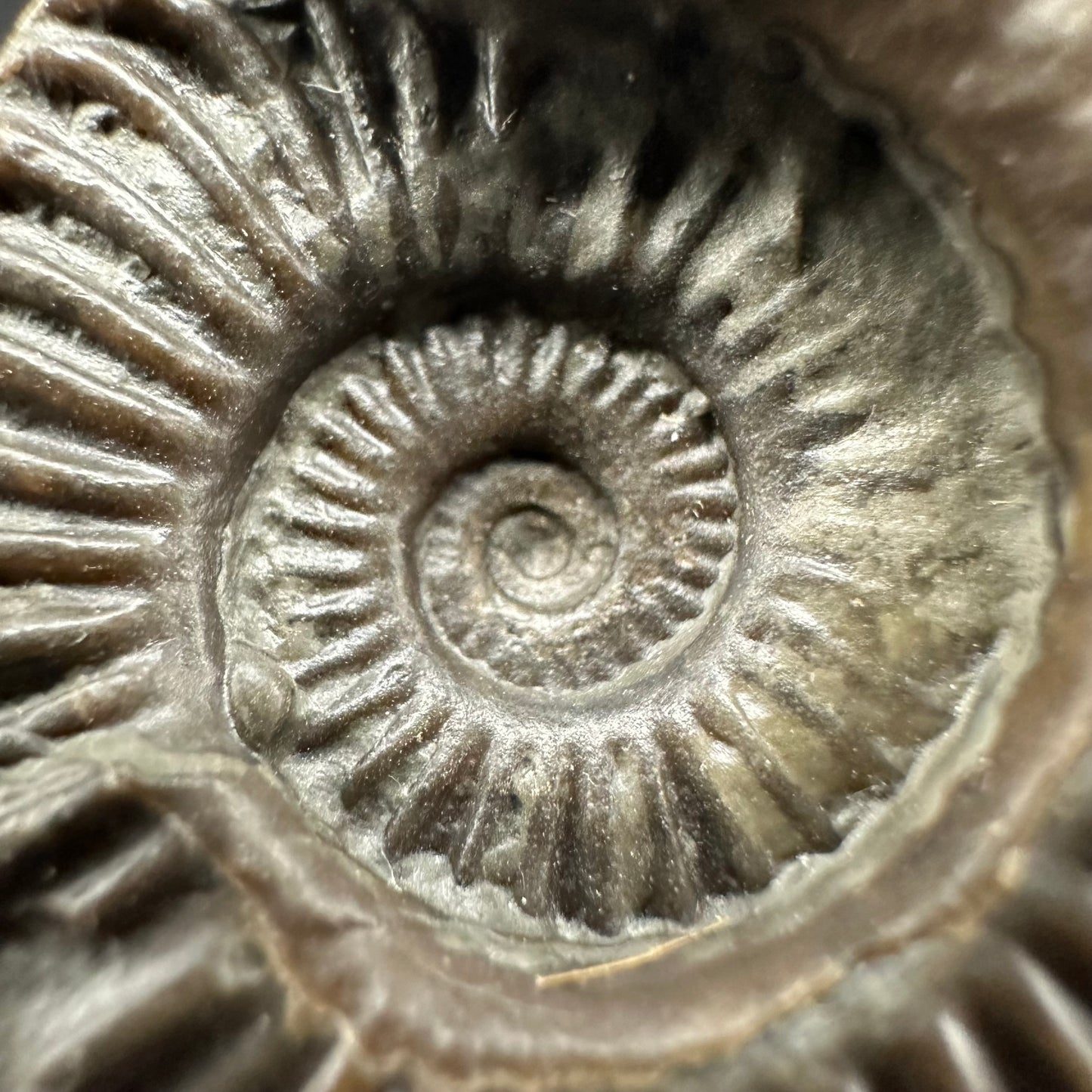 Schlothemia sp. ammonite fossil with box and stand - Whitby, North Yorkshire Jurassic Coast, Yorkshire fossils