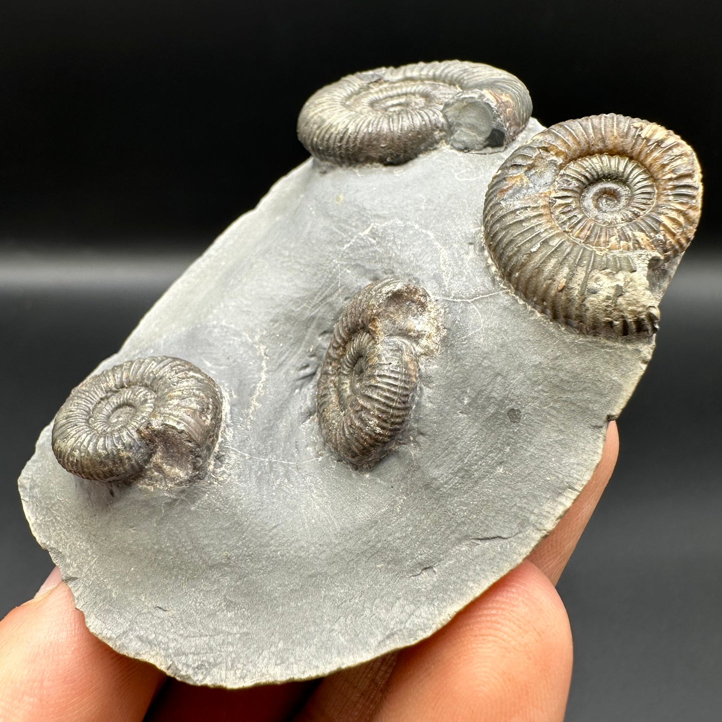 Dactylioceras Ammonite Fossil With Box And Stand - Whitby, North Yorkshire Jurassic Coast Yorkshire Fossils