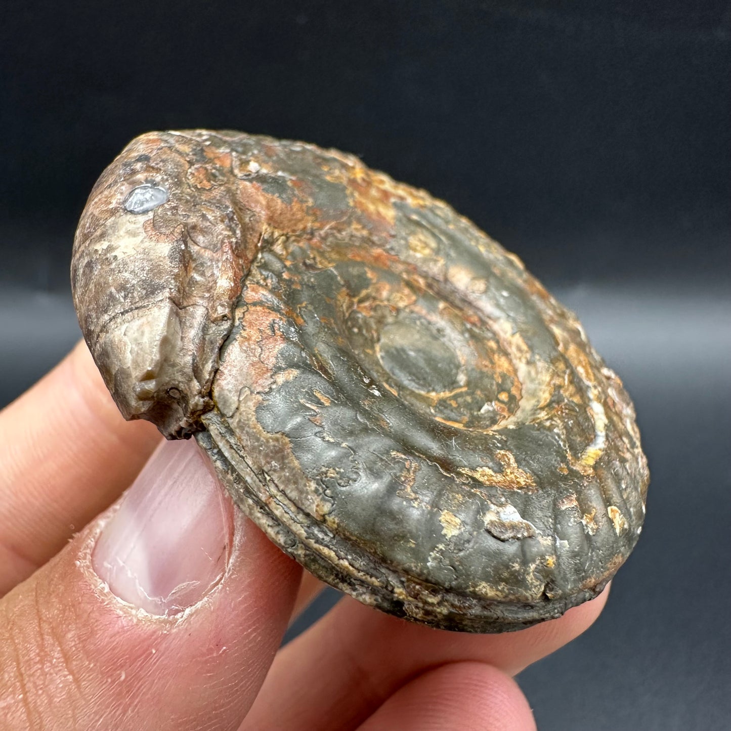 Snakestone Ammonite Fossil With Bag/Box And Stand - Whitby, North Yorkshire Jurassic Coast Yorkshire Fossils