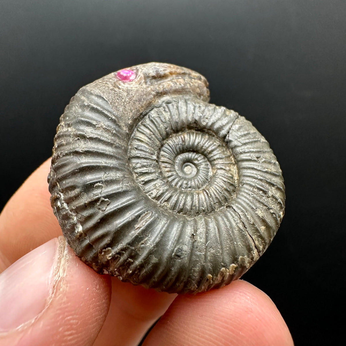Snakestone Ammonite Fossil With Bag/Box And Stand - Whitby, North Yorkshire Jurassic Coast Yorkshire Fossils