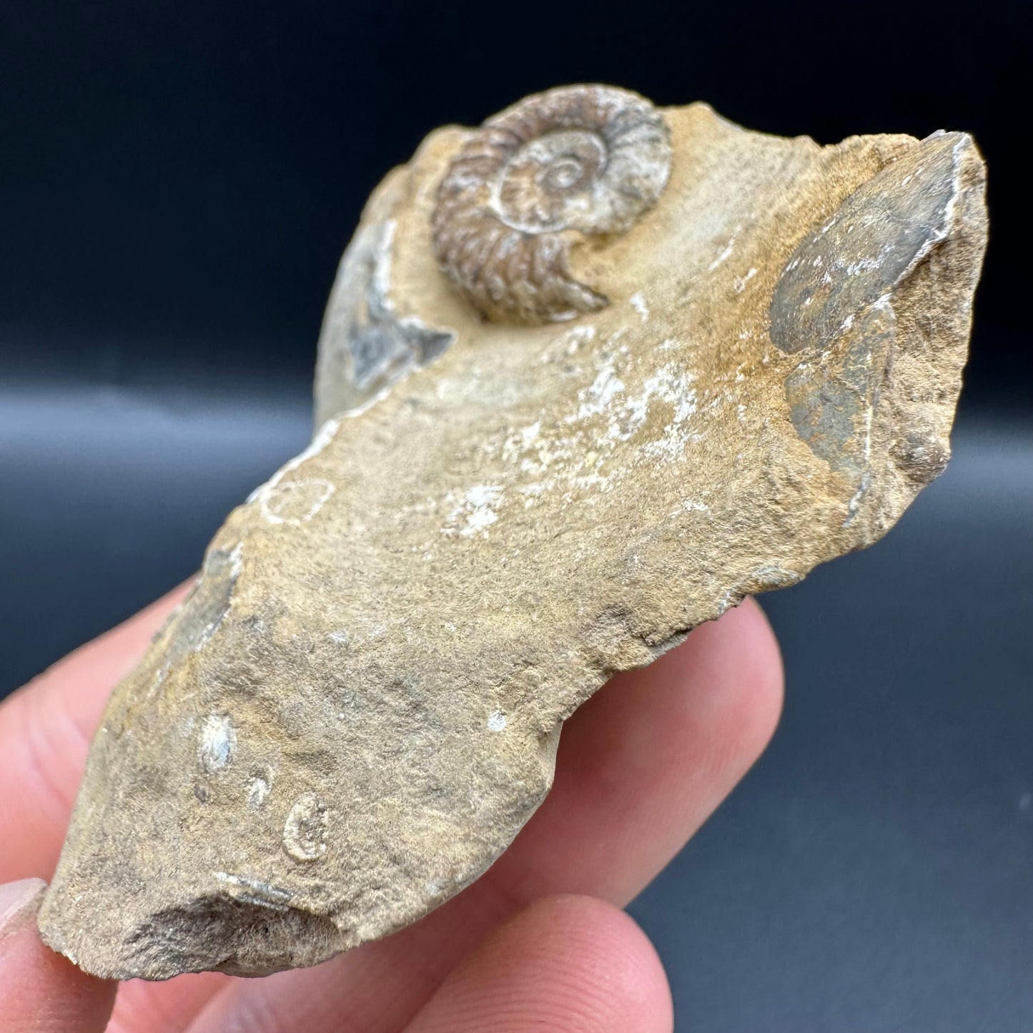 Androgynoceras capricornus Ammonite fossil with box and stand - Whitby, North Yorkshire Jurassic Coast Yorkshire Fossils