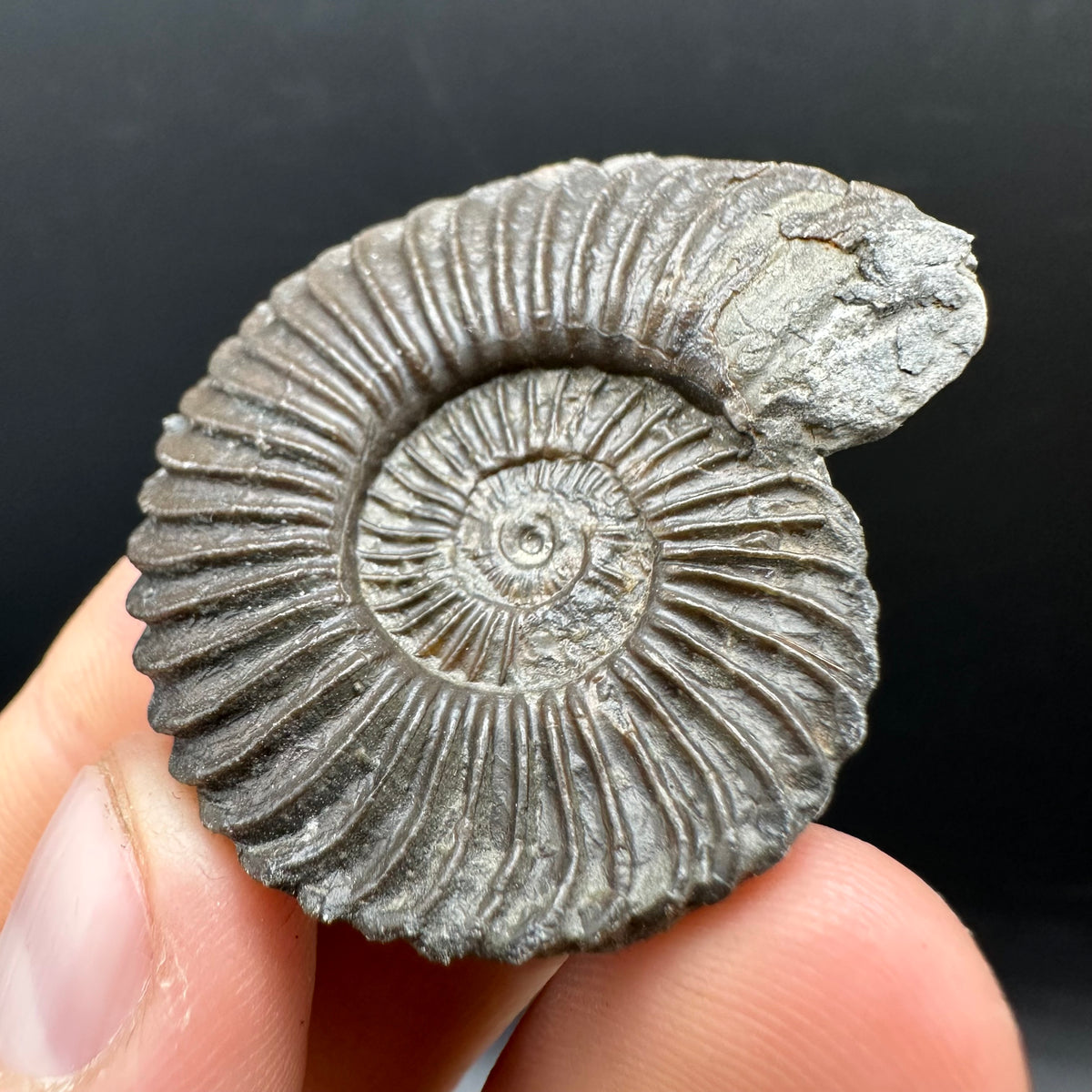 Schlothemia sp. ammonite fossil with box and stand - Whitby, North Yorkshire Jurassic Coast, Yorkshire fossils
