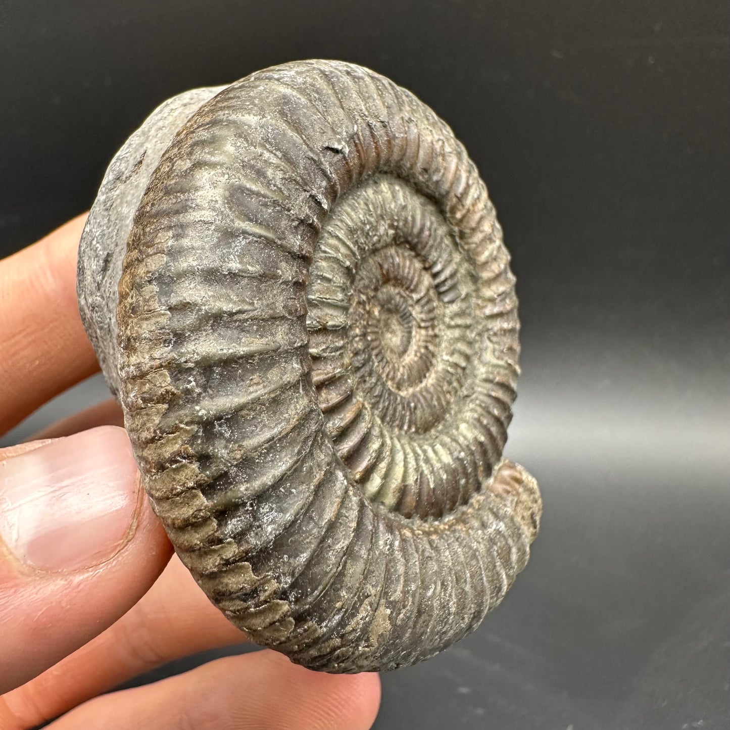 Dactylioceras Ammonite Fossil With box and Stand - Whitby, North Yorkshire Jurassic Coast Yorkshire Fossils