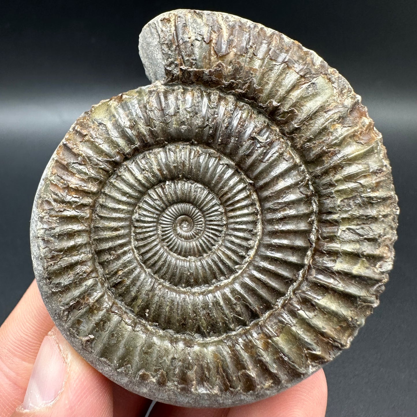 Dactylioceras Ammonite Fossil With Box And Stand - Whitby, North Yorkshire Jurassic Coast Yorkshire Fossils