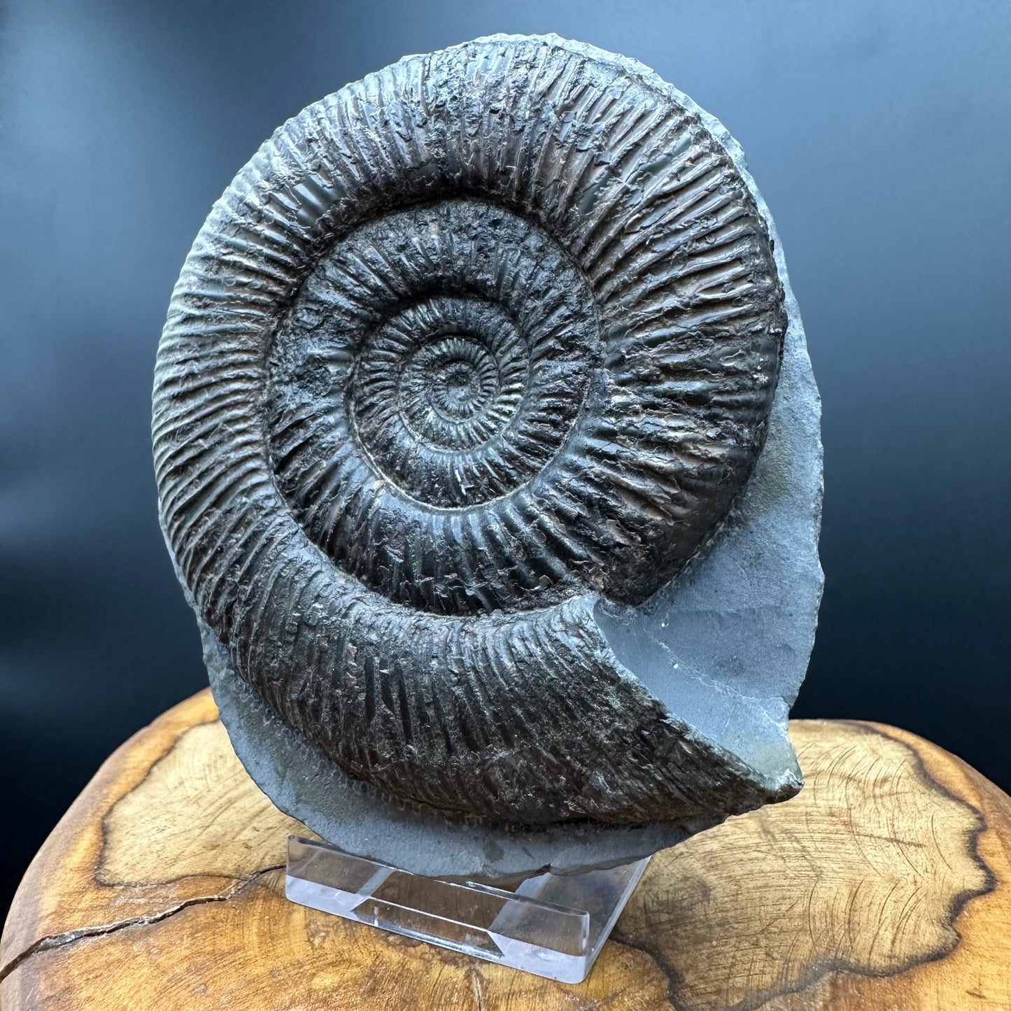 Dactylioceras semicelatum Ammonite fossil with stand - Whitby, North Yorkshire Jurassic Coast Yorkshire Fossils
