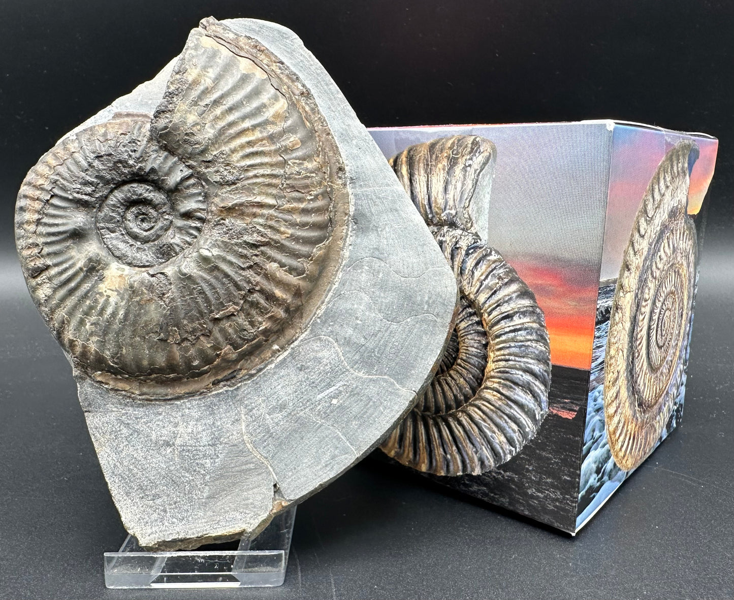 Haugia beani ammonite fossil with box and stand - Whitby, North Yorkshire Jurassic Coast Yorkshire Fossils