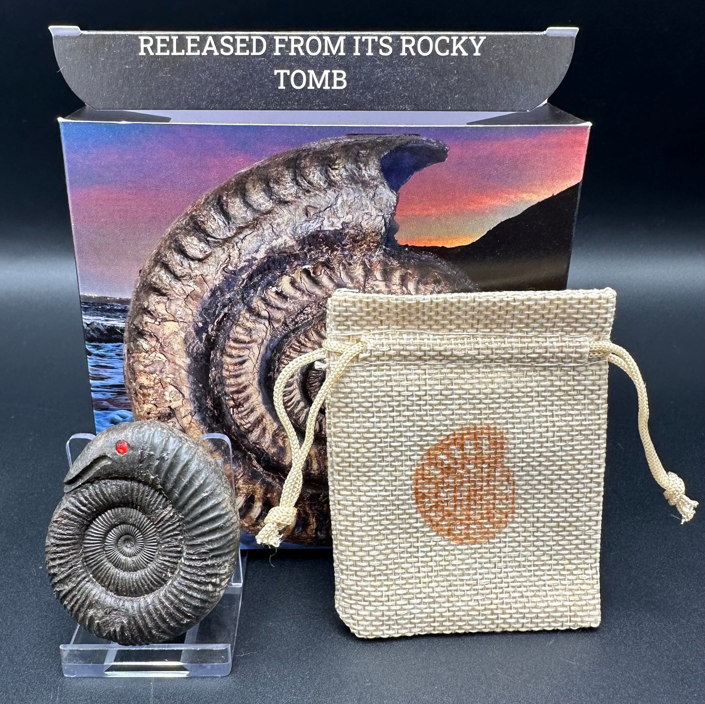 Snakestone Ammonite Fossil With Bag/Box And Stand - Whitby, North Yorkshire Jurassic Coast Yorkshire Fossils