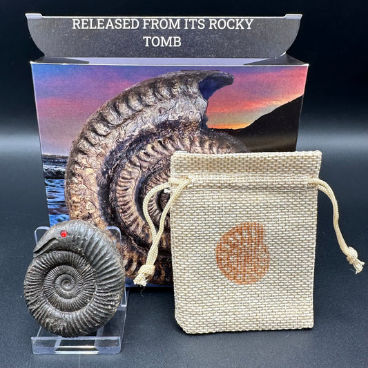 Snakestone Ammonite Fossil With Bag/Box And Stand - Whitby, North Yorkshire Jurassic Coast Yorkshire Fossils