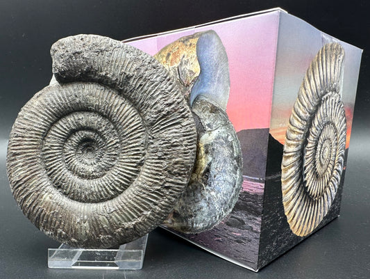 Dactylioceras semicelatum ammonite fossil with box and stand - Whitby, North Yorkshire Jurassic Coast Yorkshire Fossils