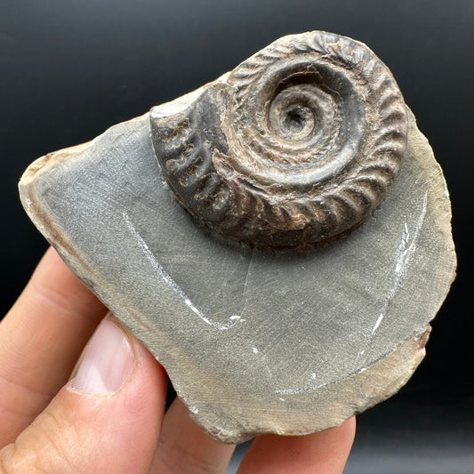 Hildoceras Bifrons Ammonite fossil with stand - Whitby, North Yorkshire Jurassic Coast, Yorkshire Fossils from the Jurassic Coast