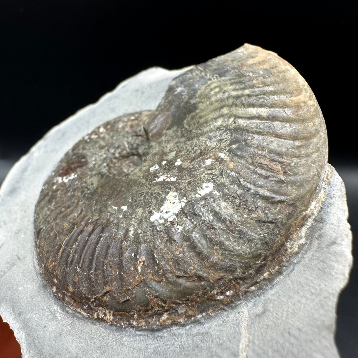 Pseudolioceras lythense Ammonite fossil with box and stand - Whitby, North Yorkshire, Yorkshire Fossils on the Jurassic Coast