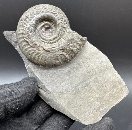 Hildoceras semipolitum Ammonite fossil with box and stand - Whitby, North Yorkshire Jurassic Coast, Yorkshire Fossils from the Jurassic Coast