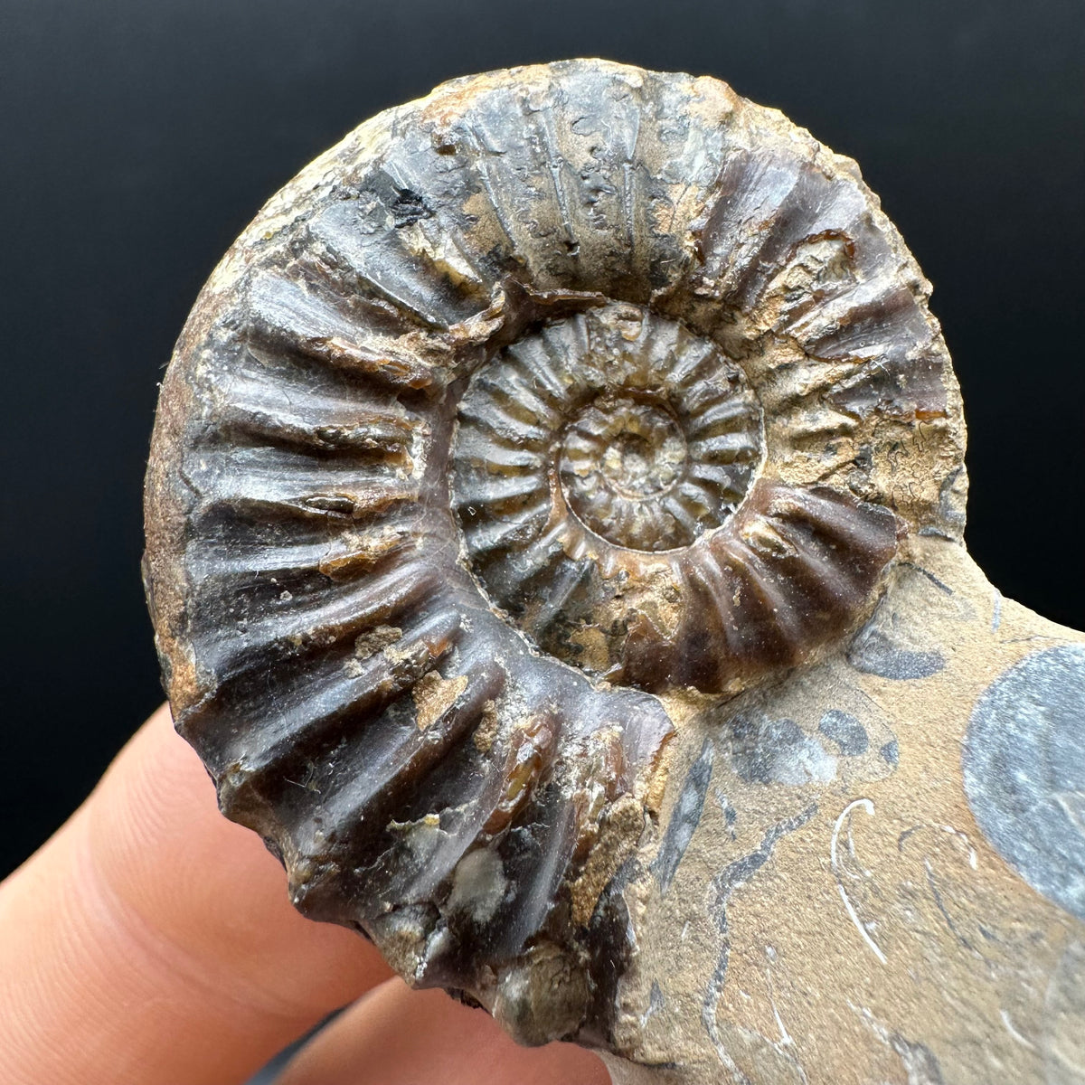 Pleuroceras paucicostatum ammonite fossil with box and stand - Whitby, North Yorkshire Jurassic Coast Yorkshire Fossils
