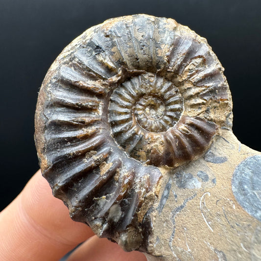 Pleuroceras paucicostatum ammonite fossil with box and stand - Whitby, North Yorkshire Jurassic Coast Yorkshire Fossils