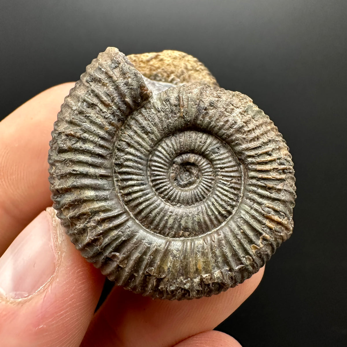Dactylioceras Ammonite Fossil With Stand - Whitby, North Yorkshire Jurassic Coast Yorkshire Fossils