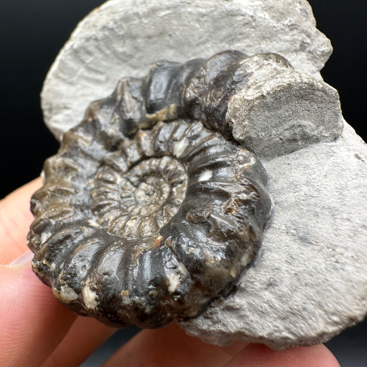 Androgynoceras maculatum ammonite fossil with box and stand - Whitby, North Yorkshire Jurassic Coast Yorkshire Fossils
