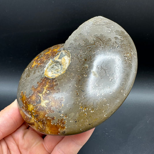 Cleoniceras Ammonite Fossil With Stand - Cretaceous Ammonite Madagascar