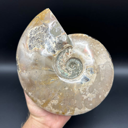 Cleoniceras Ammonite Fossil With Stand - Cretaceous Ammonite Madagascar