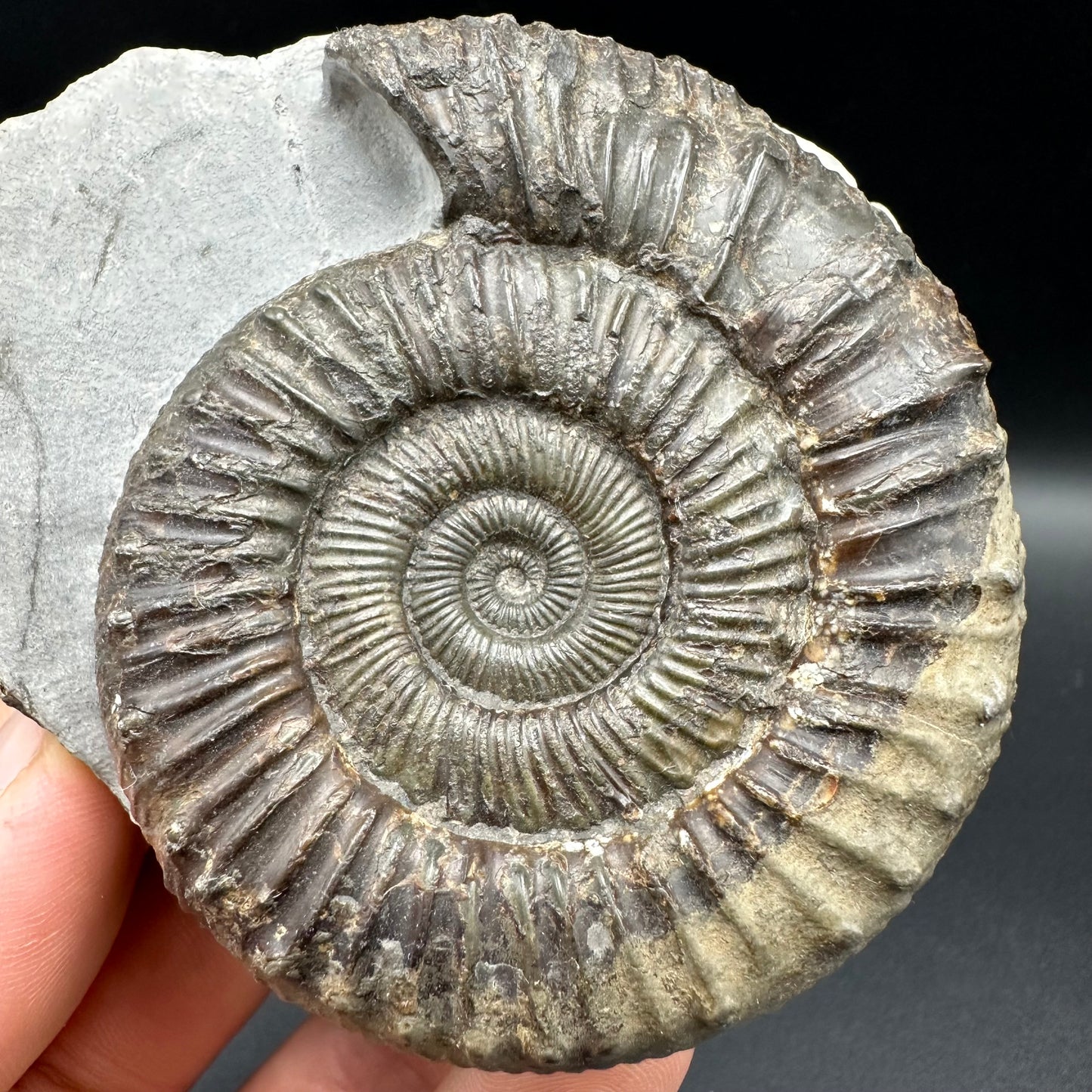 Peronoceras fibulatum Ammonite fossil with box and stand - Whitby, North Yorkshire Jurassic Coast Yorkshire Fossils