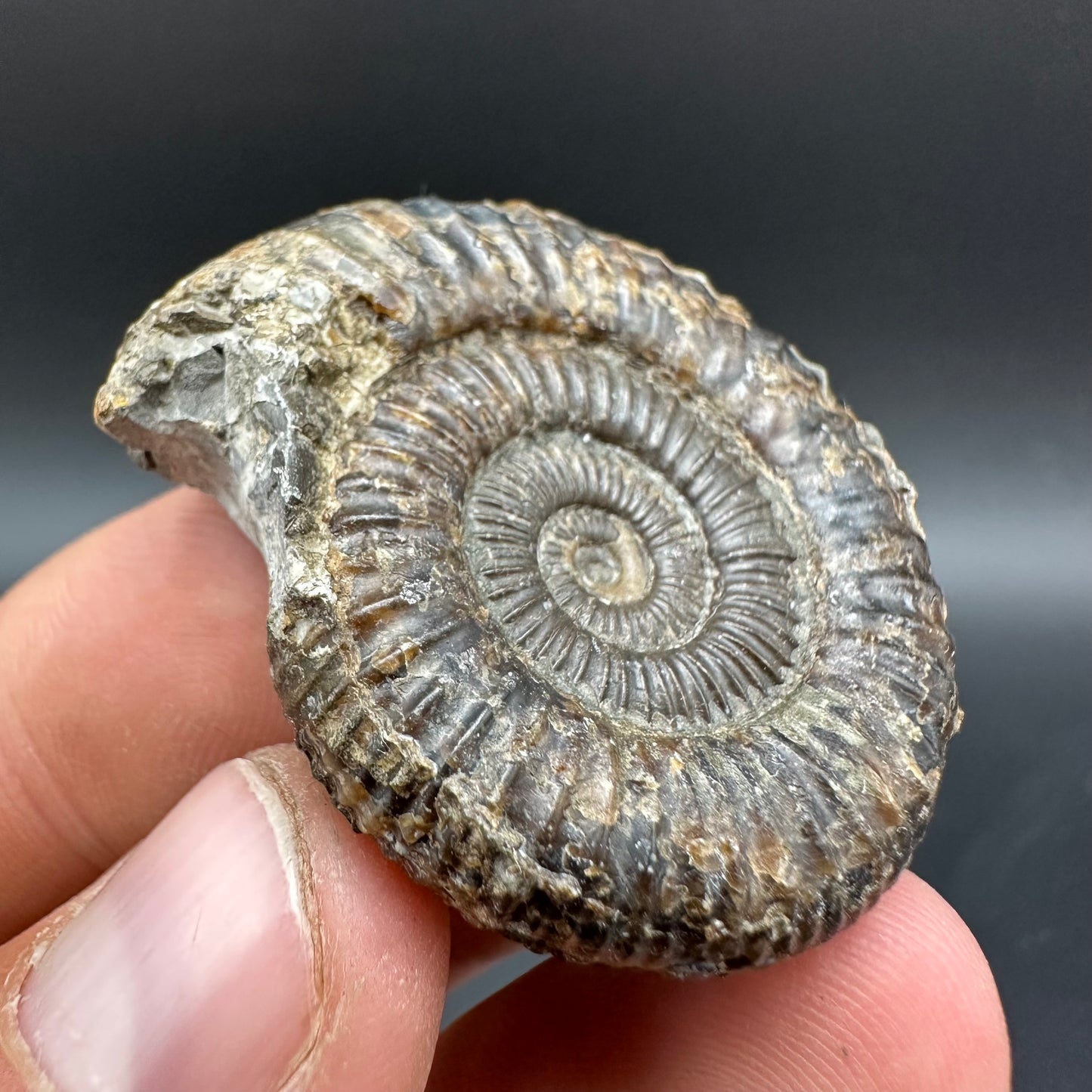 Dactylioceras Ammonite Fossil With Box And Stand - Whitby, North Yorkshire Jurassic Coast Yorkshire Fossils