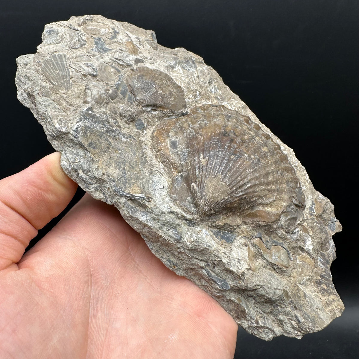 Shell fossil with stand - Whitby, North Yorkshire, Jurassic Coast, Yorkshire Fossils