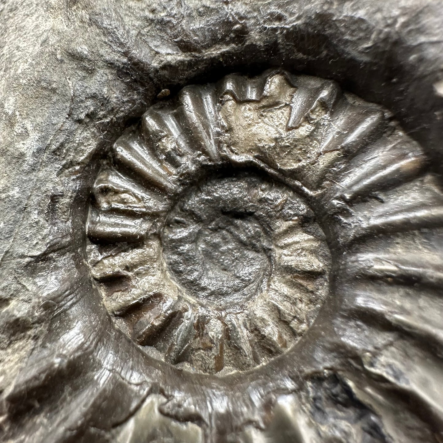 Asteroceras Ammonite fossil with box and stand - Whitby, North Yorkshire Jurassic Coast Yorkshire Fossils