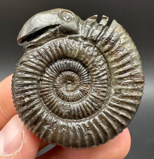Snakestone Ammonite Fossil With Bag/Box And Stand - Whitby, North Yorkshire Jurassic Coast Yorkshire Fossils