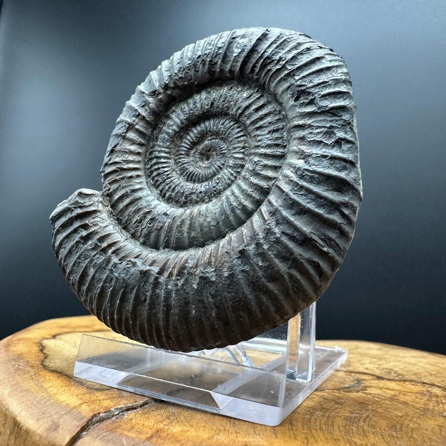 Dactylioceras Ammonite Fossil With box and Stand - Whitby, North Yorkshire Jurassic Coast Yorkshire Fossils