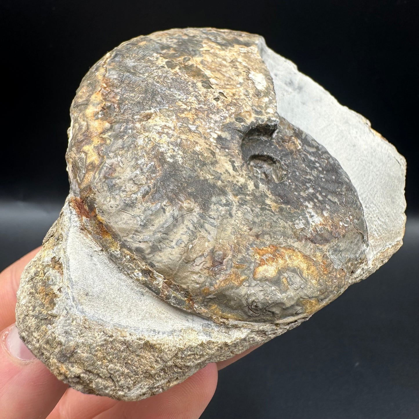 Pseudolioceras lythense Ammonite fossil with box and stand - Whitby, North Yorkshire, Yorkshire Fossils on the Jurassic Coast