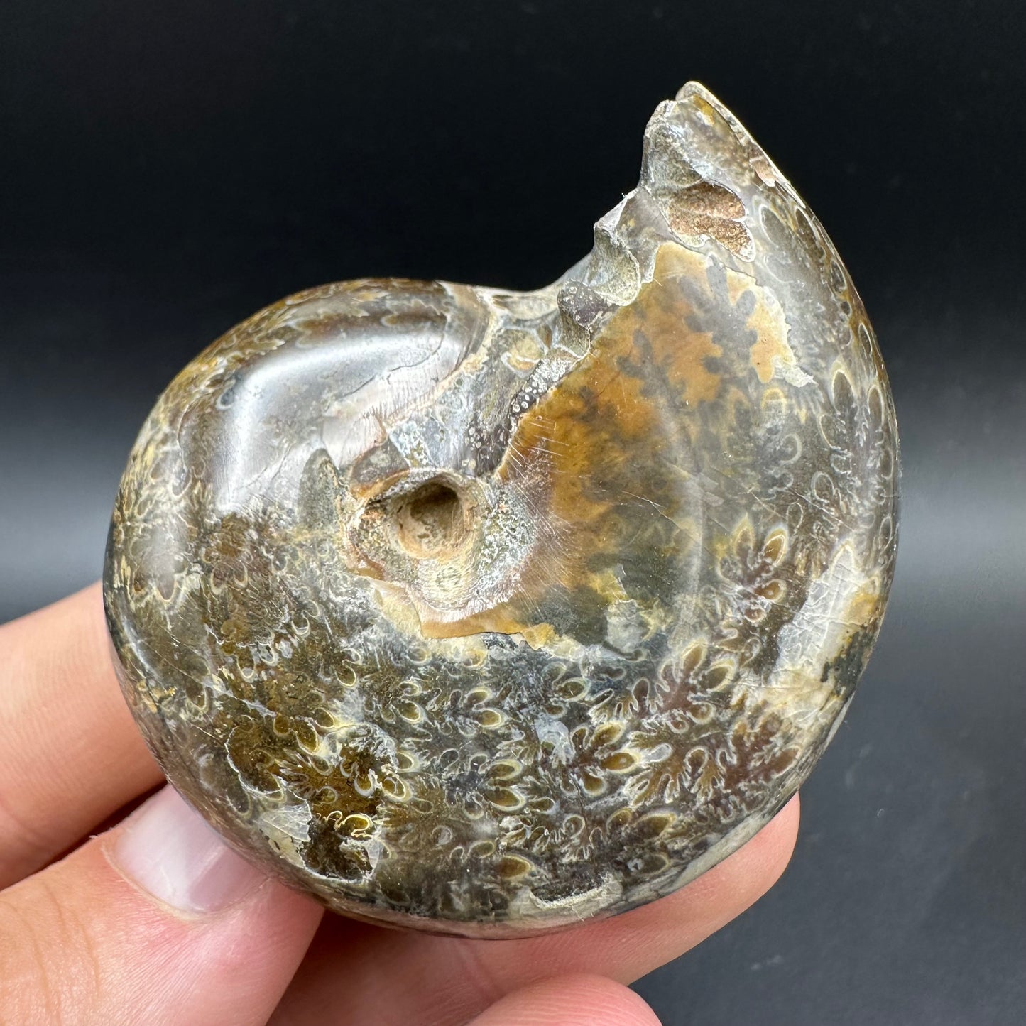 Phylloceras Ammonite Fossil With Box And Stand - Cretaceous Ammonite Madagascar