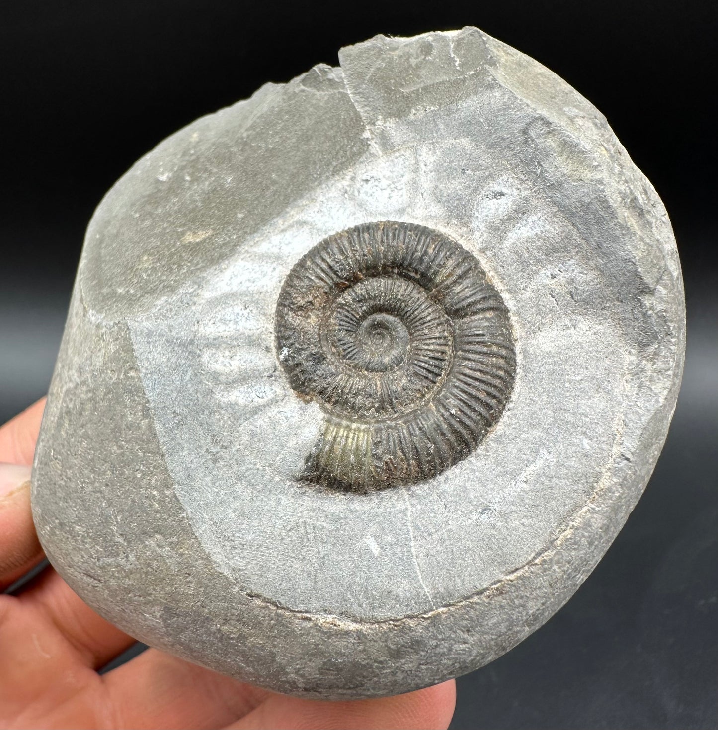 Dactylioceras Ammonite Fossil With Box And Stand - Whitby, North Yorkshire Jurassic Coast Yorkshire Fossils