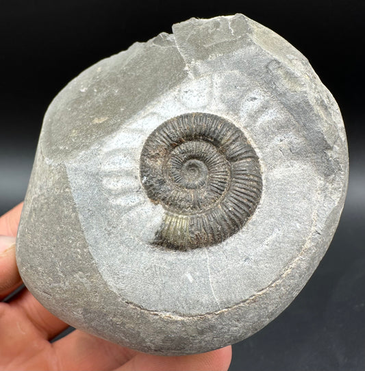 Dactylioceras Ammonite Fossil With Box And Stand - Whitby, North Yorkshire Jurassic Coast Yorkshire Fossils