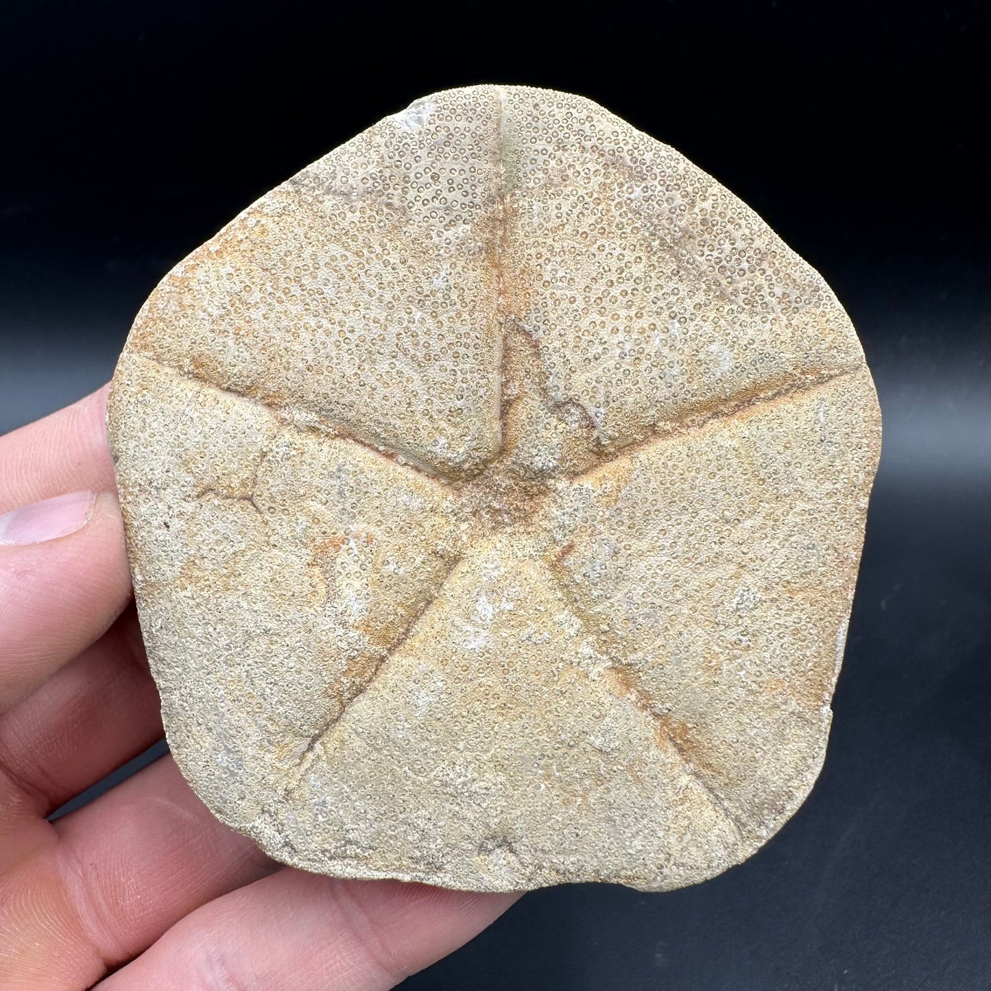 Echinoid (Sea Urchin) Fossil With Box And Stand - Indonesian Echinoid Fossil Indonesia