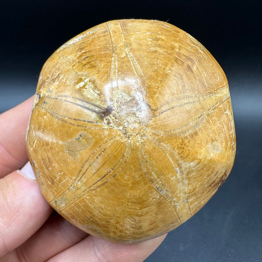 Holectypus Sea Urchin Fossil With Box And Stand - Middle Jurassic Madagascar
