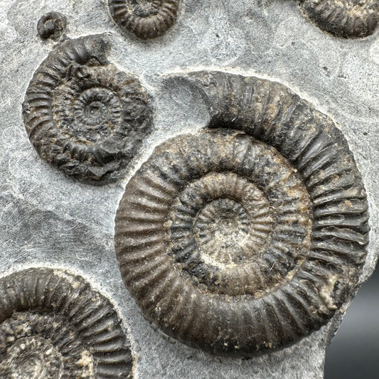 Gracile Multi-block Ammonite Fossil With Box And Stand - Whitby, North Yorkshire Jurassic Coast Yorkshire Fossils