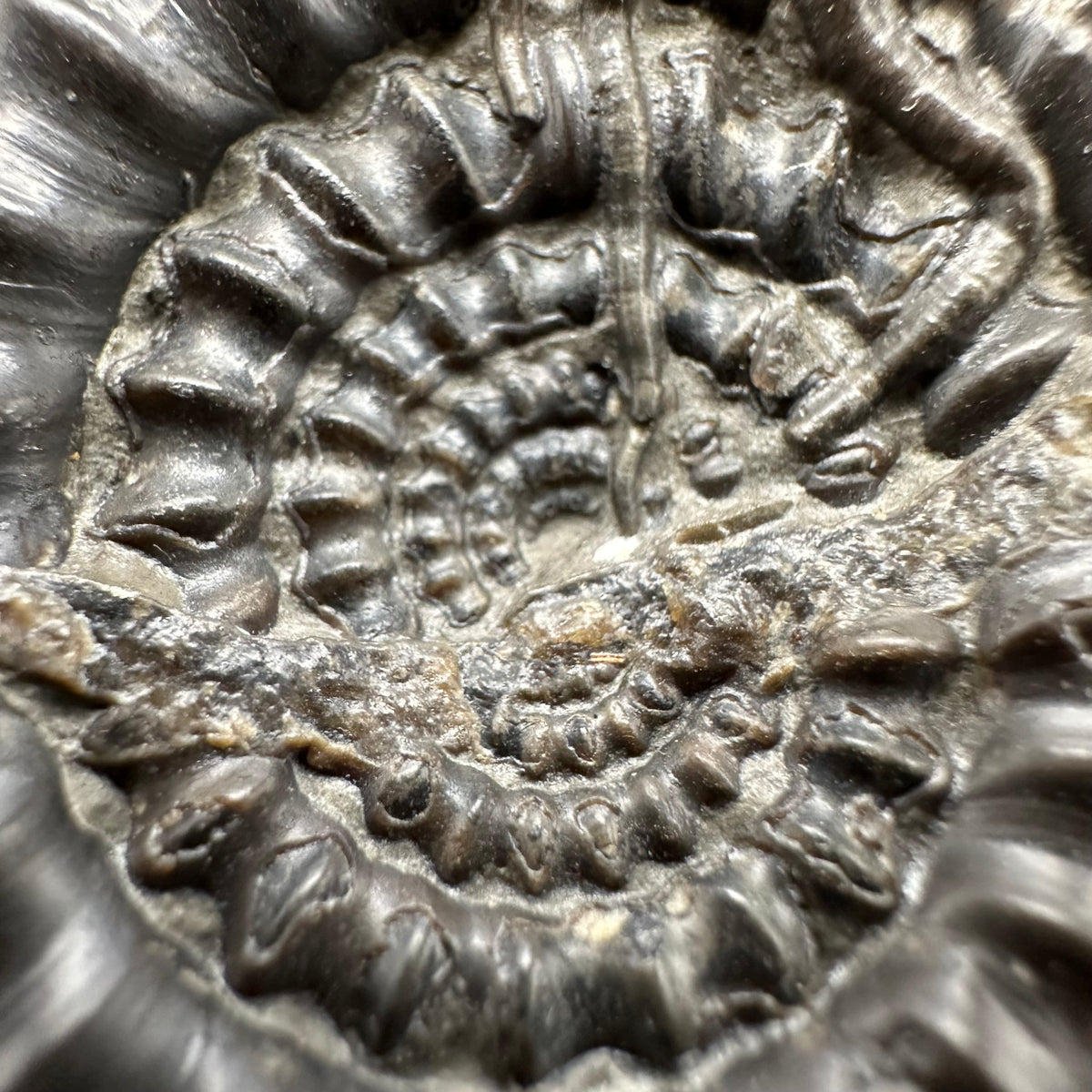 Gagaticeras Ammonite fossil with box and stand - Whitby, North Yorkshire Jurassic Coast Yorkshire Fossils