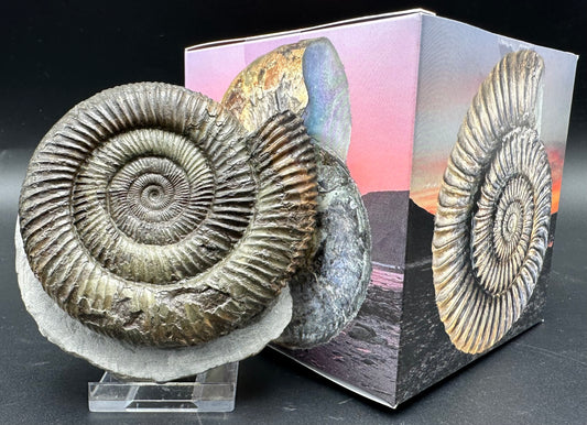 Dactylioceras Ammonite Fossil With Box And Stand - Whitby, North Yorkshire Jurassic Coast Yorkshire Fossils