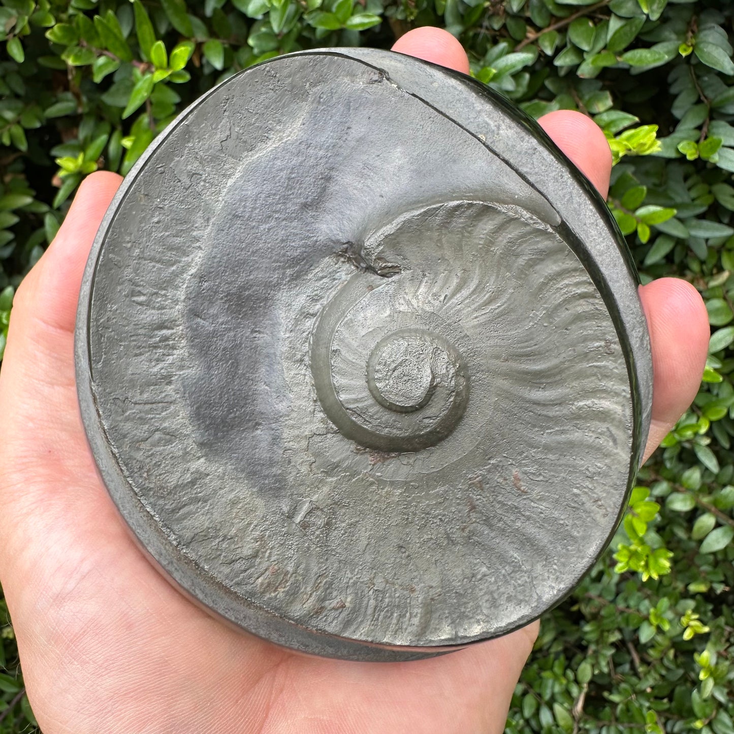 Golden Egg (GENUINE) Ammonite Fossil With Stand - Whitby, North Yorkshire Jurassic Coast Yorkshire Fossils