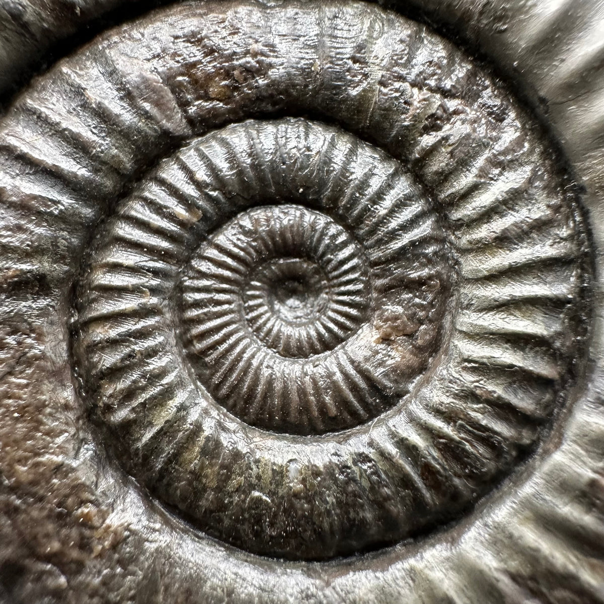 Dactylioceras Ammonite Fossil With box and Stand - Whitby, North Yorkshire Jurassic Coast Yorkshire Fossils
