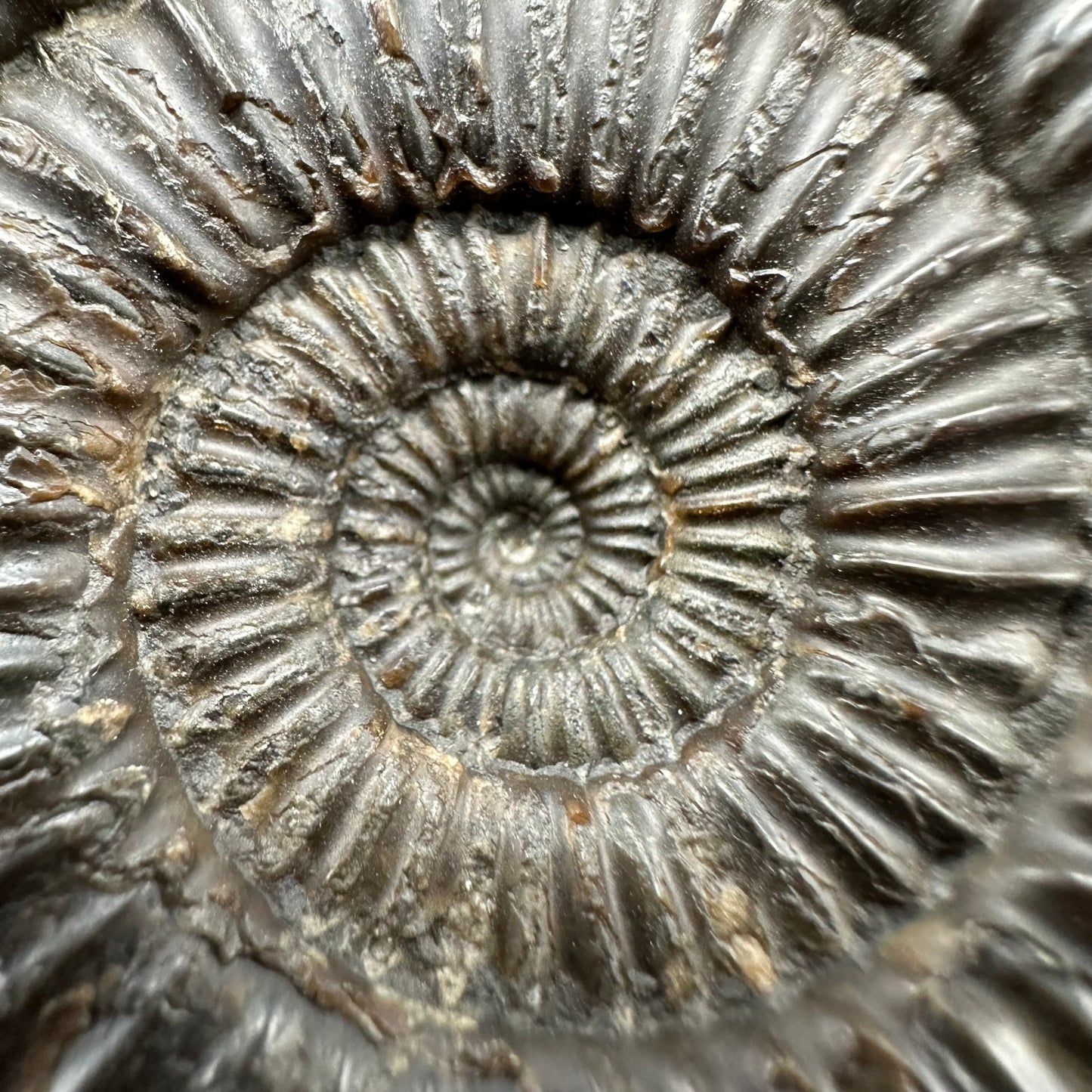 Catacoeloceras Sp. ammonite fossil with box and stand- Whitby, North Yorkshire Jurassic Coast Yorkshire Fossils