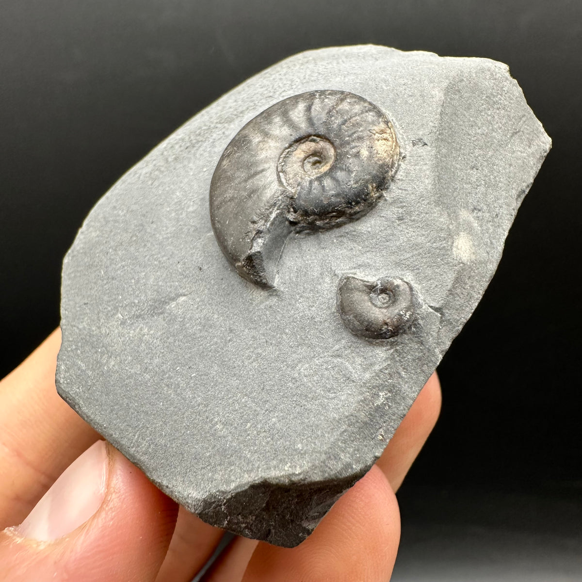 Eleganticeras Elegantulum ammonite fossil with box and stand - Whitby, North Yorkshire Jurassic Coast, Yorkshire Fossils
