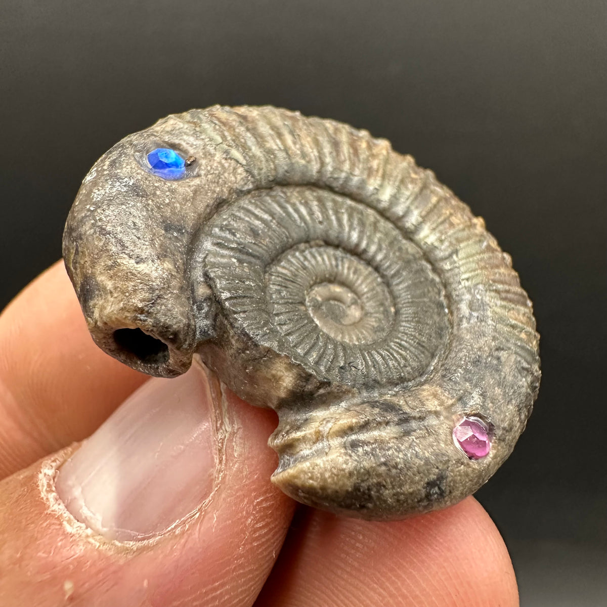 Hydra Snakestone Ammonite Fossil With Bag/Box And Stand - Whitby, North Yorkshire Jurassic Coast Yorkshire Fossils