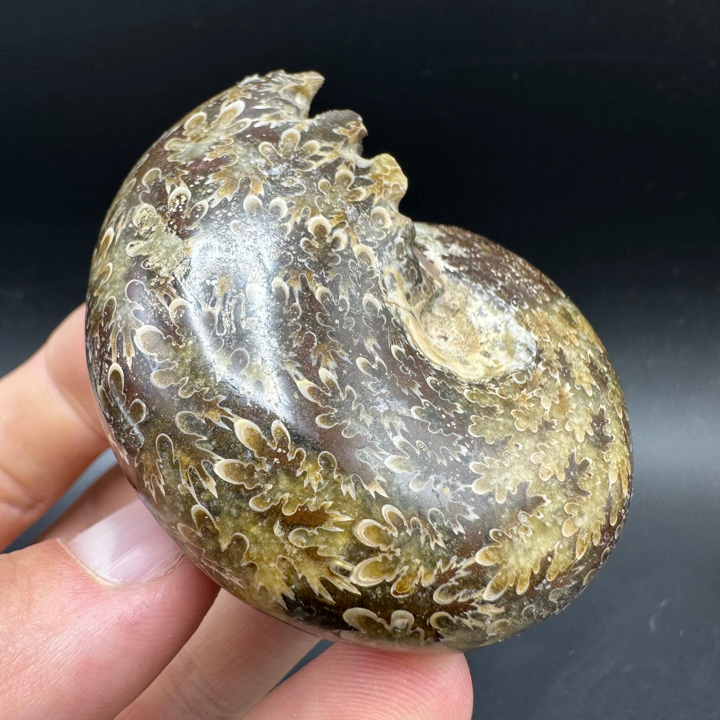 Phylloceras Ammonite Fossil With Box And Stand - Cretaceous Ammonite Madagascar