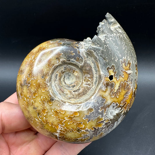 Puzosia Ammonite Fossil With Box And Stand - Cretaceous Ammonite Madagascar