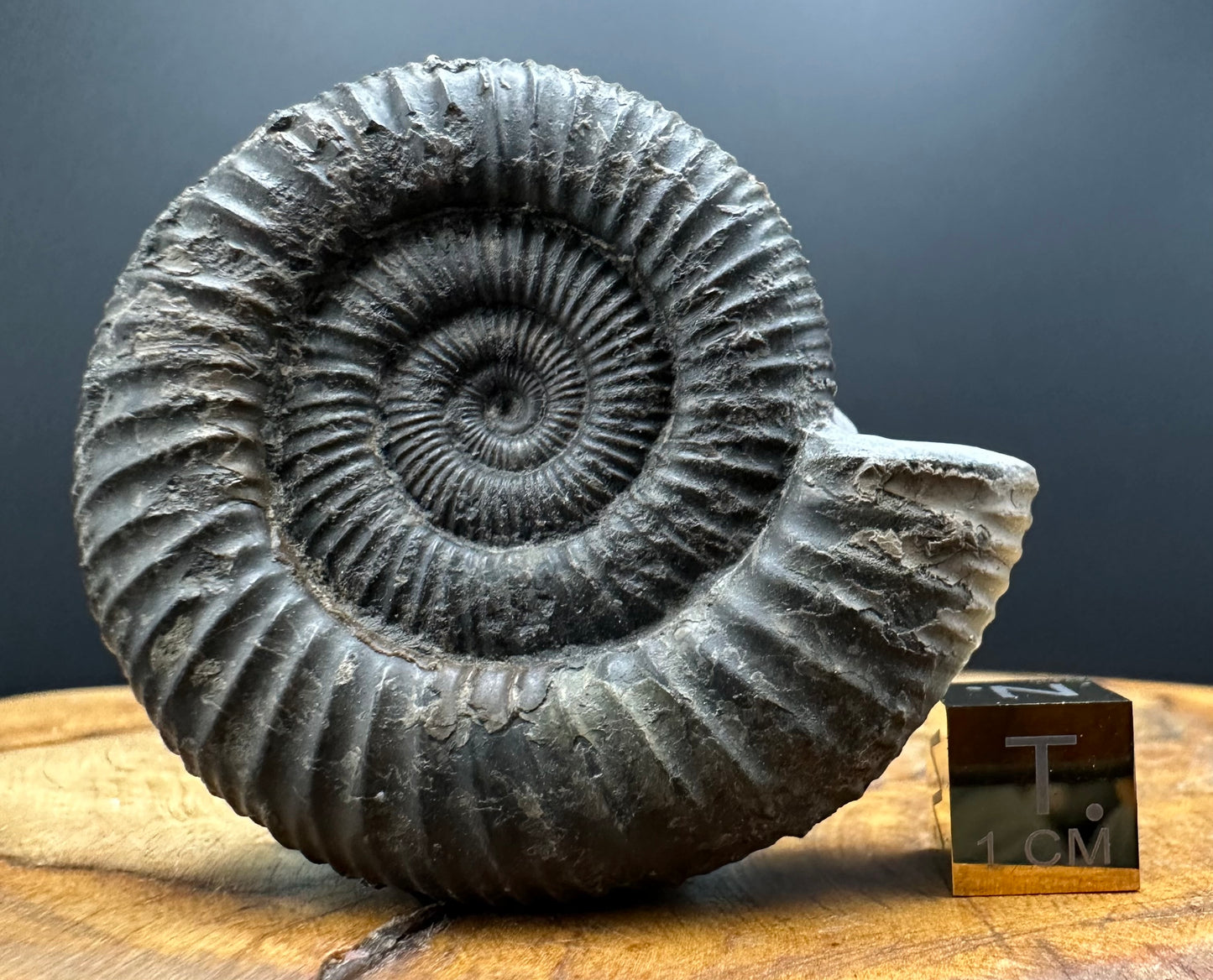 Dactylioceras Ammonite Fossil With box and Stand - Whitby, North Yorkshire Jurassic Coast Yorkshire Fossils