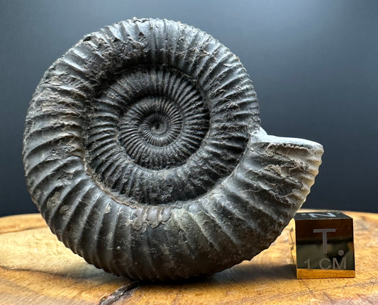 Dactylioceras Ammonite Fossil With box and Stand - Whitby, North Yorkshire Jurassic Coast Yorkshire Fossils