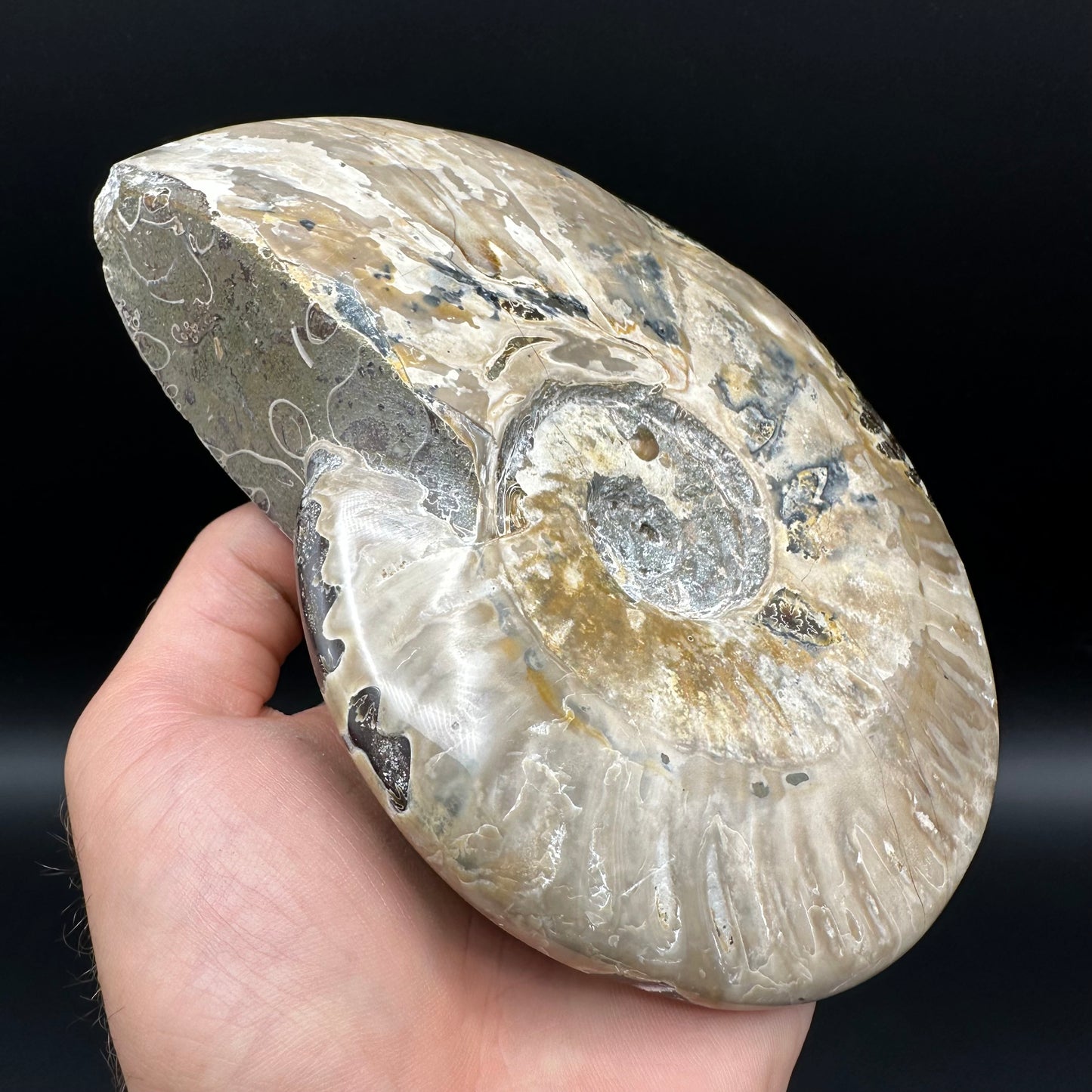 Cleoniceras Ammonite Fossil With Stand - Cretaceous Ammonite Madagascar