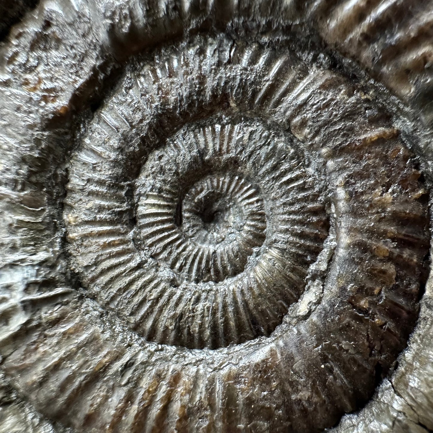 Dactylioceras Ammonite Fossil With box and Stand - Whitby, North Yorkshire Jurassic Coast Yorkshire Fossils