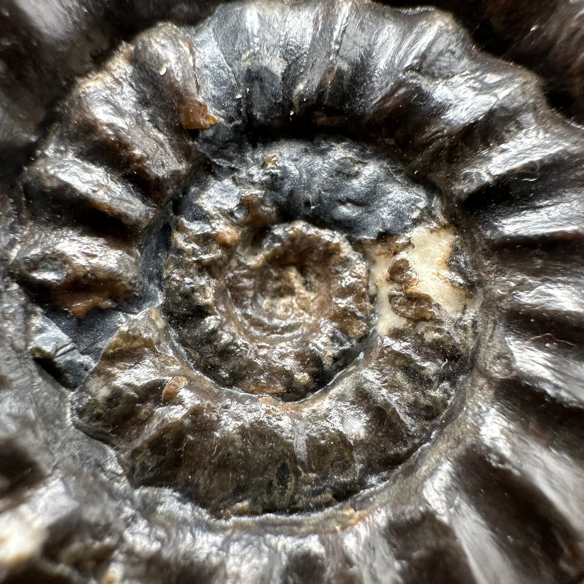 Androgynoceras maculatum ammonite fossil with box and stand - Whitby, North Yorkshire Jurassic Coast Yorkshire Fossils