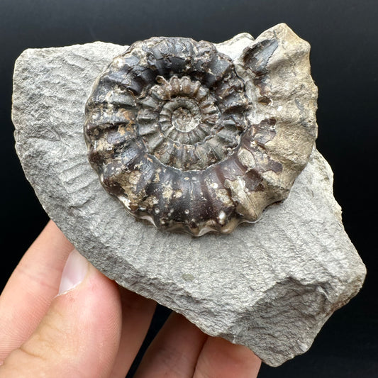 Androgynoceras maculatum ammonite fossil with box and stand - Whitby, North Yorkshire Jurassic Coast Yorkshire Fossils